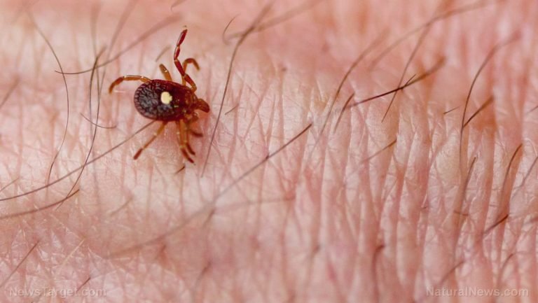 New hardy tick infesting New Jersey expected to migrate westward, experts warn the public to be extra careful